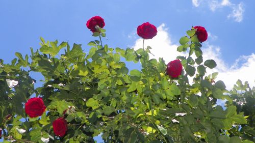 Fotografia de Torres - Galeria Fotografica: Naturaleza - Foto: 