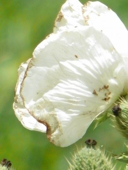 Fotografia de Torres - Galeria Fotografica: Naturaleza - Foto: 