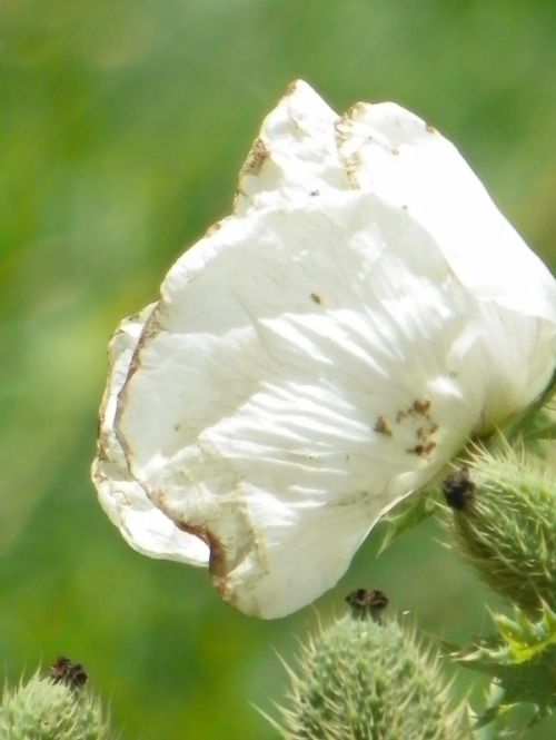 Fotografia de Torres - Galeria Fotografica: Naturaleza - Foto: 