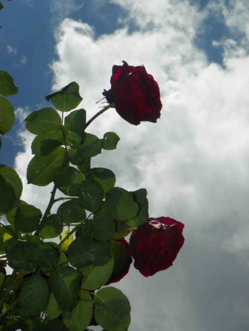 Fotografia de Torres - Galeria Fotografica: Naturaleza - Foto: 