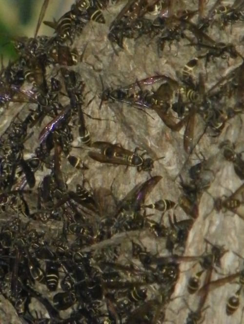 Fotografia de Torres - Galeria Fotografica: Naturaleza - Foto: 