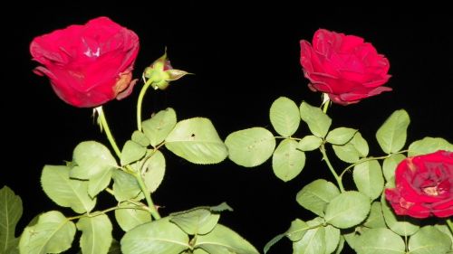 Fotografia de Torres - Galeria Fotografica: Naturaleza - Foto: 