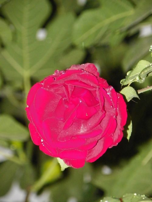 Fotografia de Torres - Galeria Fotografica: Naturaleza - Foto: 