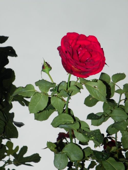 Fotografia de Torres - Galeria Fotografica: Naturaleza - Foto: 