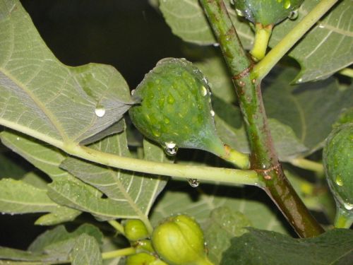 Fotografia de Torres - Galeria Fotografica: Naturaleza - Foto: 