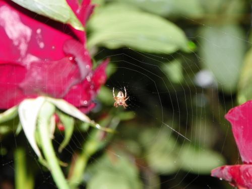 Fotografia de Torres - Galeria Fotografica: Naturaleza - Foto: 