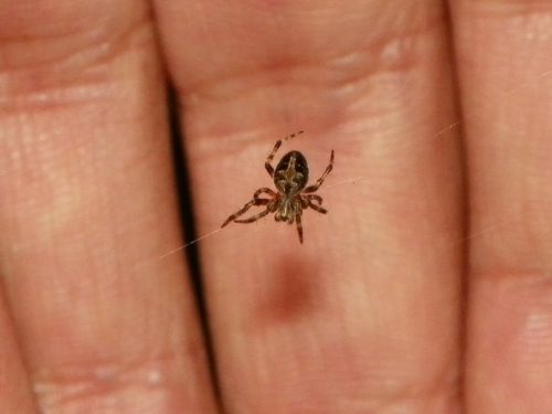 Fotografia de Torres - Galeria Fotografica: Naturaleza - Foto: 