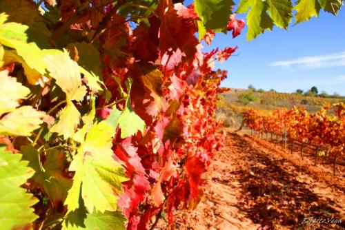 Fotografia de Roberto Vega - Galeria Fotografica: El Bierzo. - Foto: Vi�as de Canedo.																