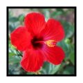 Fotos de Ollirum -  Foto: Naturaleza botanica - rojo pasin