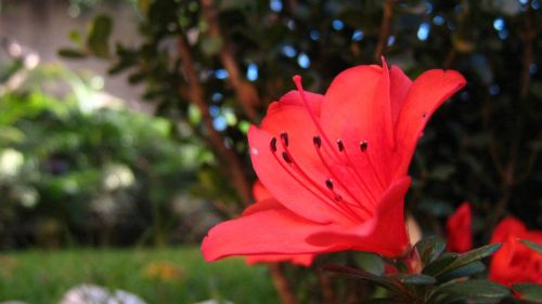 Fotografia de krlozgs - Galeria Fotografica: Natura flowers - Foto: 