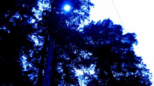 Fotografia de krlozgs - Galeria Fotografica: Natura flowers - Foto: 