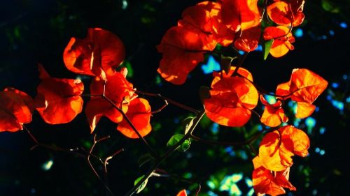 Fotografia de krlozgs - Galeria Fotografica: Natura flowers - Foto: 