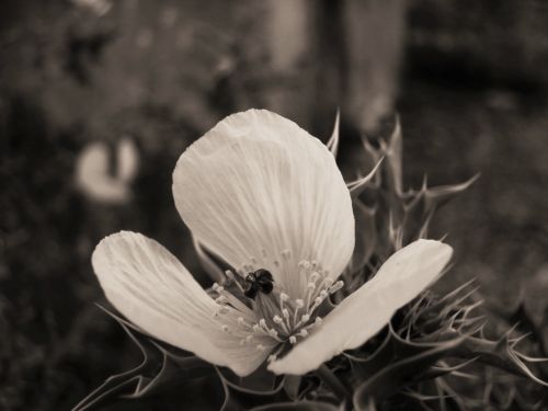 Fotografia de krlozgs - Galeria Fotografica: Natura flowers - Foto: 