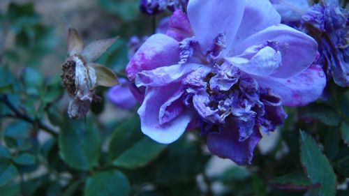 Fotografia de krlozgs - Galeria Fotografica: Natura flowers - Foto: 