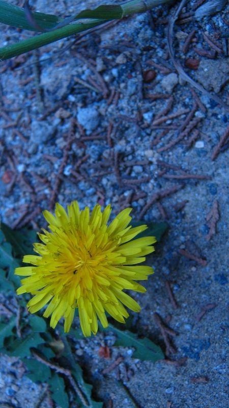 Fotografia de krlozgs - Galeria Fotografica: Natura flowers - Foto: 