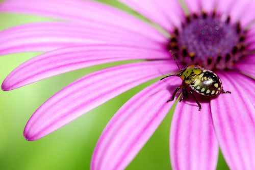 Fotografia de perillon75 - Galeria Fotografica: mariquita - Foto: lila