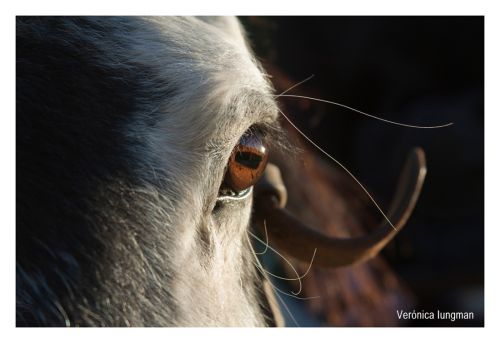 Fotografia de Vernica Iungman - Galeria Fotografica: Fotografas - Foto: 
