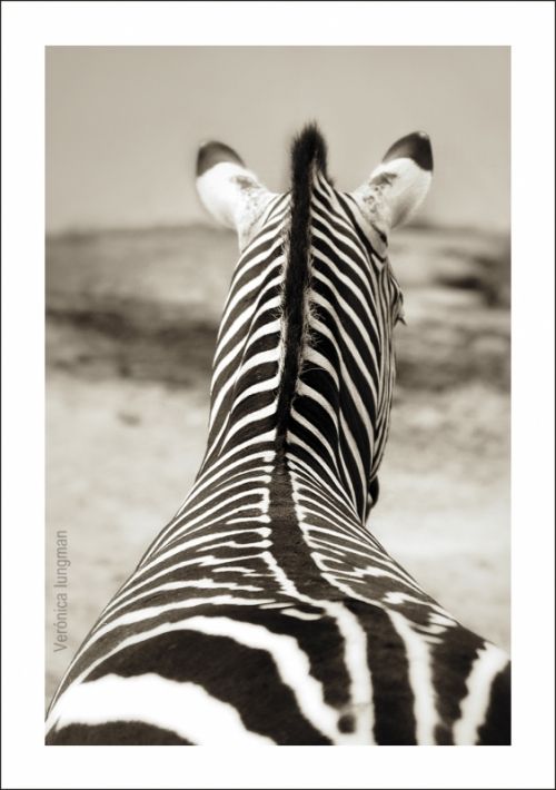 Fotografia de Vernica Iungman - Galeria Fotografica: Fotografas - Foto: 