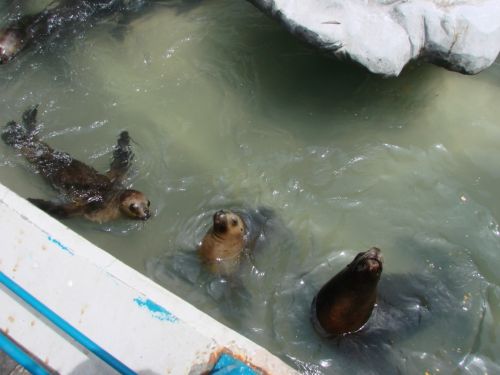 Fotografia de Barbara Photo - Galeria Fotografica: Naturaleza - Foto: Zoo