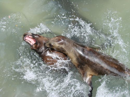 Fotografia de Barbara Photo - Galeria Fotografica: Naturaleza - Foto: Zoo