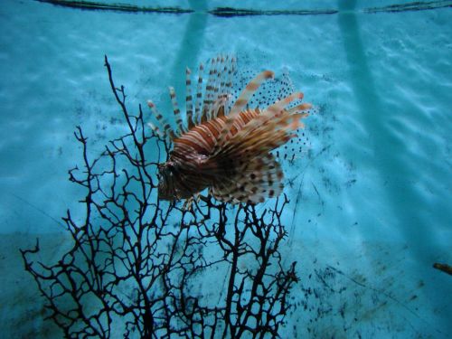 Fotografia de Barbara Photo - Galeria Fotografica: Naturaleza - Foto: Zoo