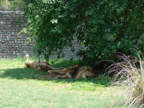 Fotografia de Barbara Photo - Galeria Fotografica: Naturaleza - Foto: Zoo