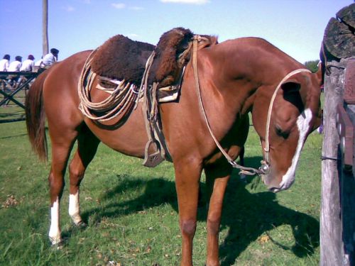 Fotografia de Barbara Photo - Galeria Fotografica: Naturaleza - Foto: San Antonio de Areco