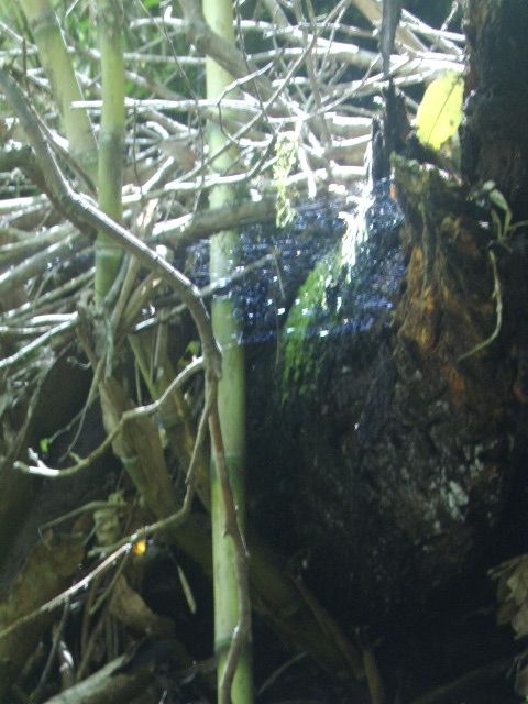 Fotografia de Cadus - Galeria Fotografica: Naturaleza - Foto: 