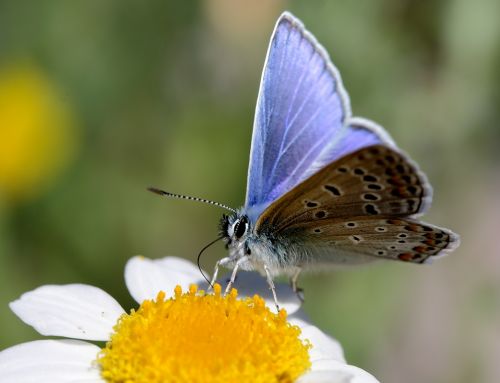 Fotografia de perillon75 - Galeria Fotografica: mariquita - Foto: mariposa