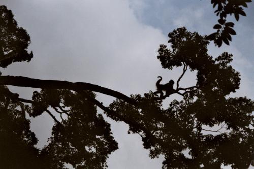 Fotografia de Raul Bolaos - Galeria Fotografica: Chiapas, lugar sagrado. - Foto: Trepando el rbol