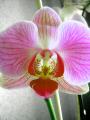 Fotos de nazaretjg -  Foto: Orquideas - orquideas1