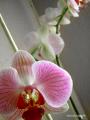 Foto de  nazaretjg - Galería: Orquideas - Fotografía: orquideas2