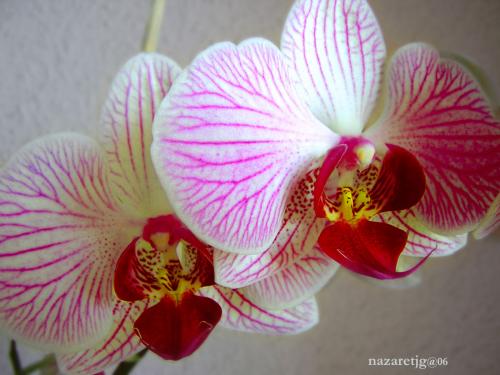 Fotografia de nazaretjg - Galeria Fotografica: Orquideas - Foto: orquideas3