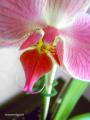 Fotos de nazaretjg -  Foto: Orquideas - orquideas4