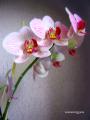 Fotos de nazaretjg -  Foto: Orquideas - orquideas5
