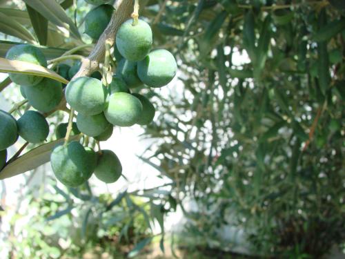 Fotografia de Quitaro - Galeria Fotografica: Primeras fotografas - Foto: Mediterrneo