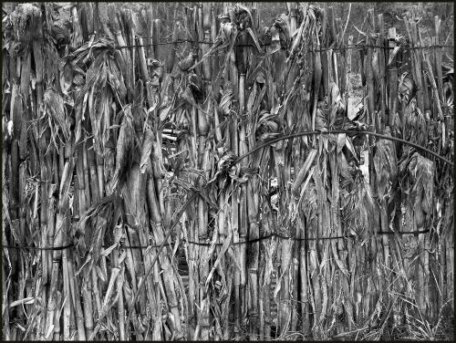 Fotografia de Josepe - Galeria Fotografica: Vegetal - Foto: Vegetal