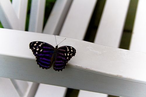 Fotografia de Joe Alans - Galeria Fotografica: Portfolio - Foto: Purple Butterfly