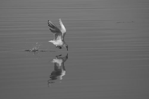 Fotografia de perillon75 - Galeria Fotografica: B&N - Foto: reflejo