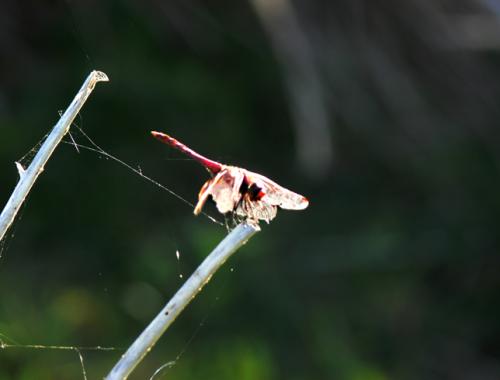 Fotografia de santiago vara lopez - Galeria Fotografica: extremadamente-dura - Foto: LIBELULA