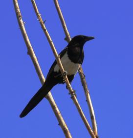 Fotografia de santiago vara lopez - Galeria Fotografica: extremadamente-dura - Foto: PEGA