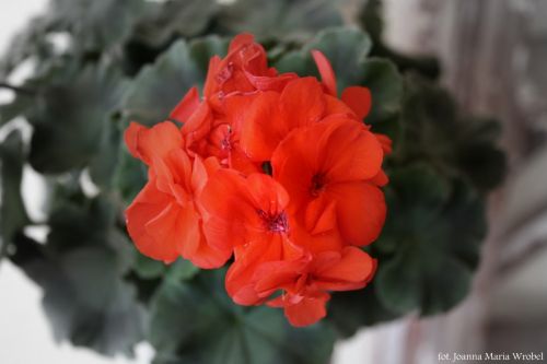 Fotografia de Joanna Maria  - Galeria Fotografica: de todo un poco - Foto: 