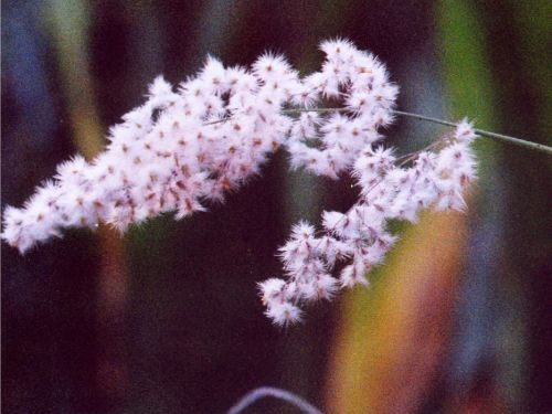 Fotografia de JOSE RUBEN - Galeria Fotografica: FLORES - Foto: Espiga silvestre