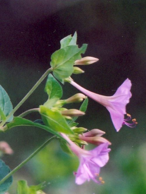 Fotografia de JOSE RUBEN - Galeria Fotografica: FLORES - Foto: Detalle de lila