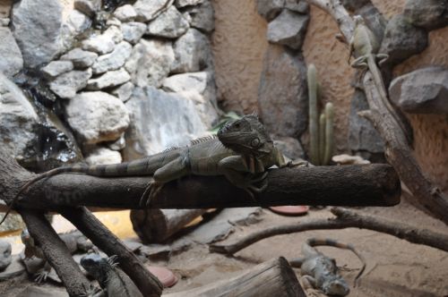 Fotografia de ingenioso - Galeria Fotografica: naturaleza diversa - Foto: Iguanas
