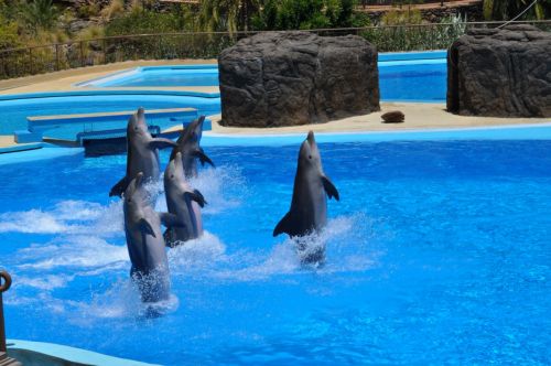 Fotografia de ingenioso - Galeria Fotografica: naturaleza diversa - Foto: Parmitos park