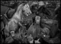 Fotos de RAQUEL -  Foto: NIEBLA - Caballos salvajes