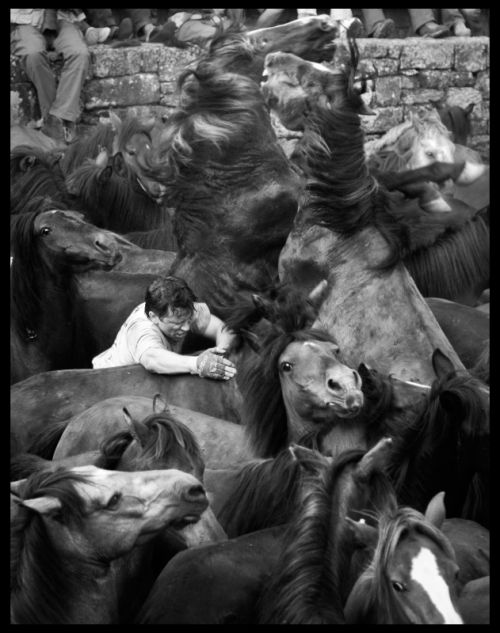 Fotografías menos votadas » Autor: RAQUEL - Galería: NIEBLA - Fotografía: Rodeado de caballo