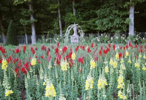 Fotografia de Photonn - Galeria Fotografica: Interrail 2006 - Foto: Granja de flores