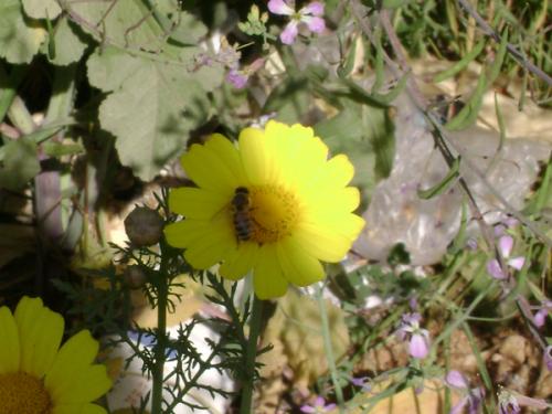 Fotografia de xxamanecerxx - Galeria Fotografica: Paisaje. - Foto: Flor & Abeja.